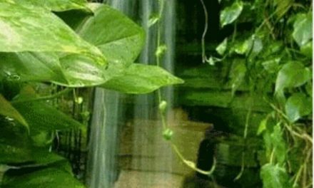 Meditasyon’a davet