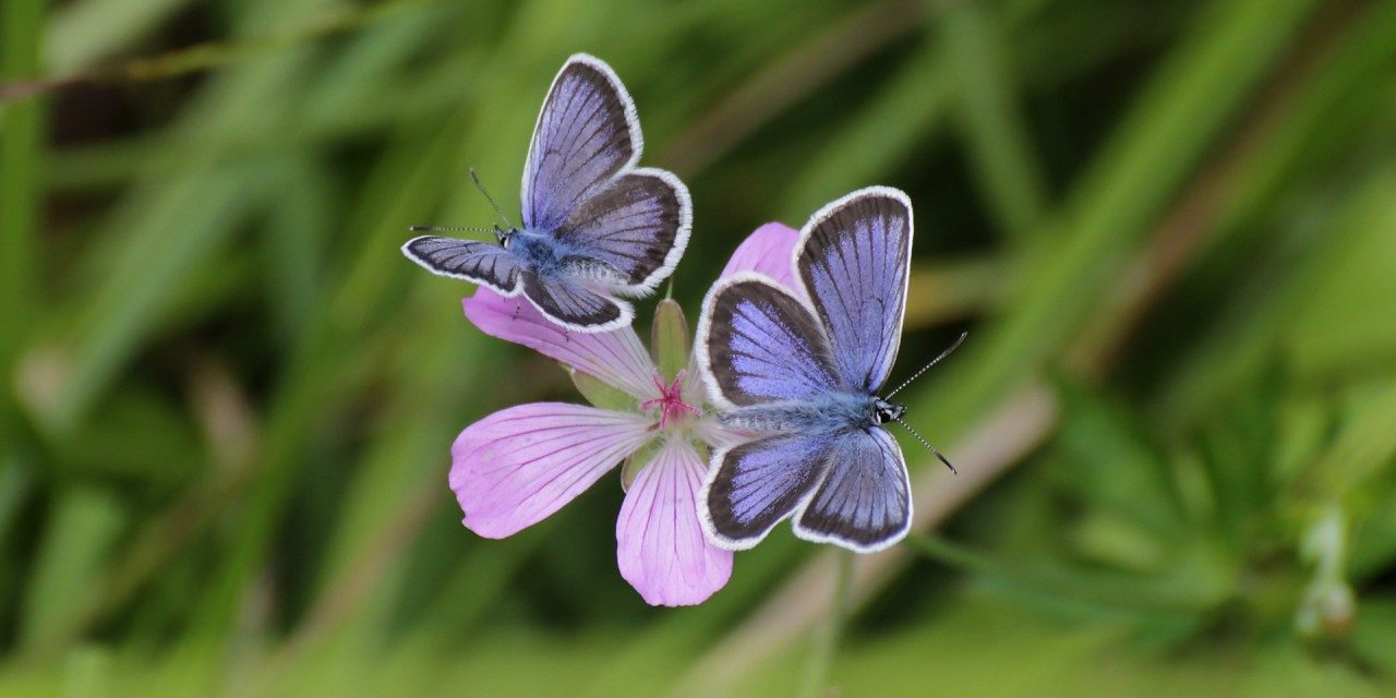 Düşünce gücüyle tedavi