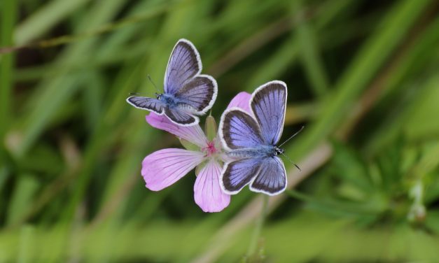 Düşünce gücüyle tedavi